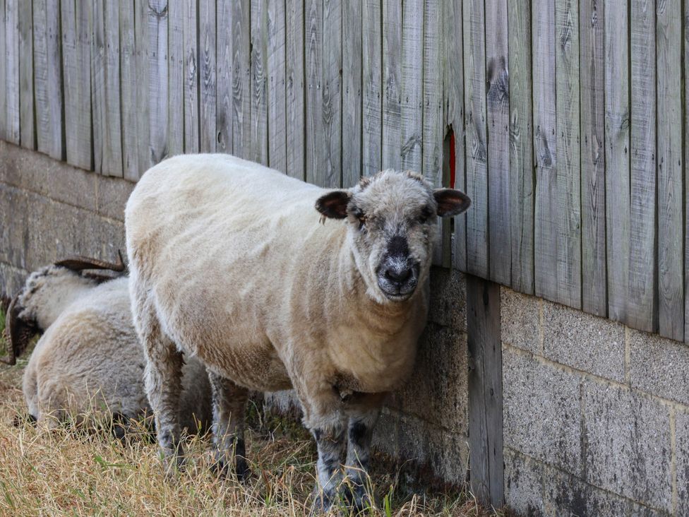 A sheep standing near a fence at Swallow Cottage in Lealholm