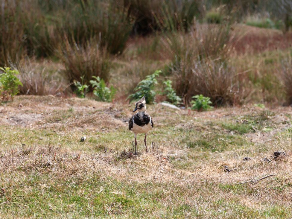 A bird standing on the grass in a field at Swallow Cottage in Lealholm