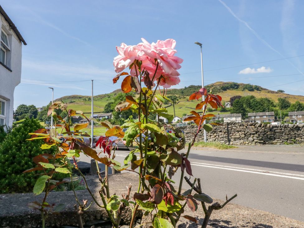 A rose plant with leaves next to a road at Bobbin Nook