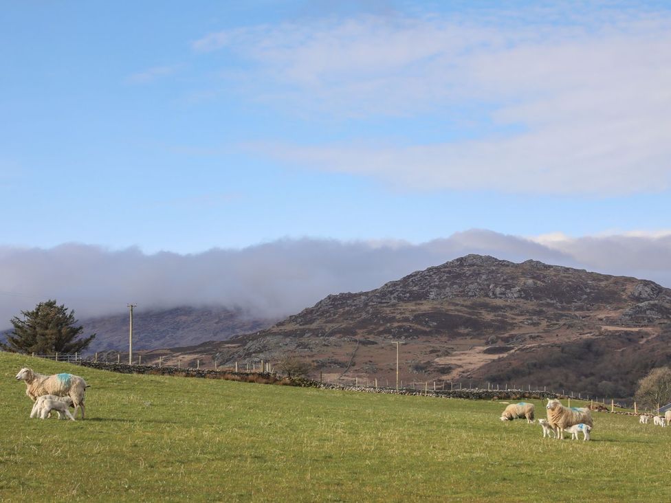 A field with sheep and lambs grazing near hills at Ty Gwenno in Criccieth