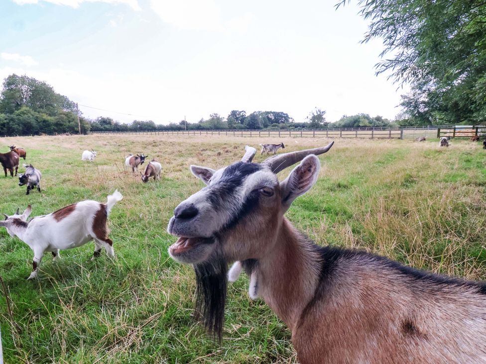 Goats grazing in a field at The Damselfly
