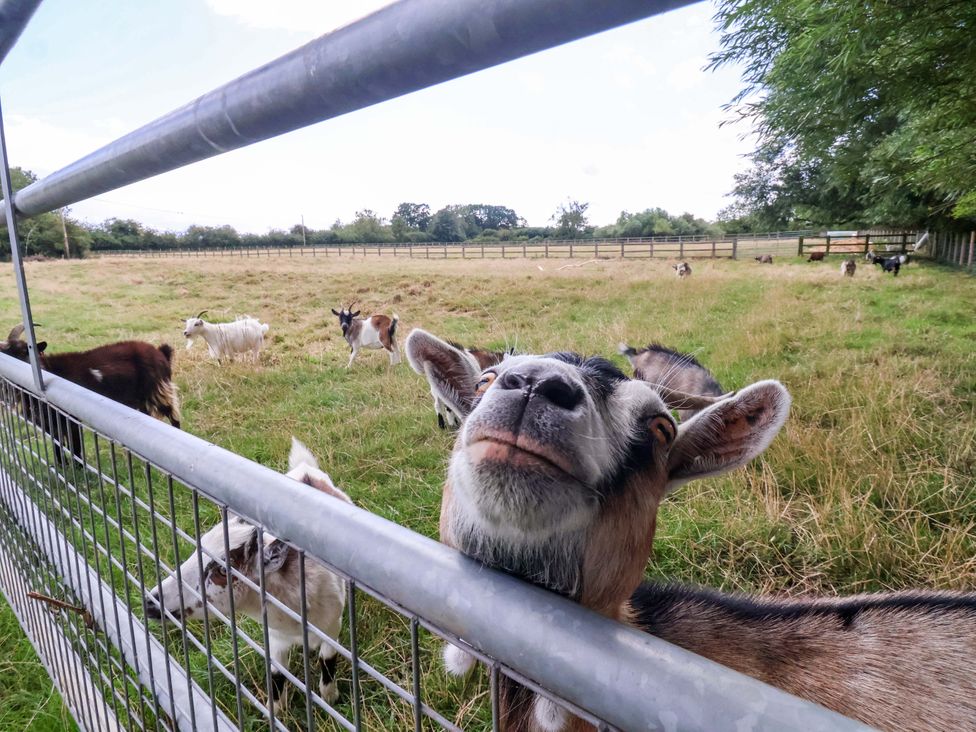 A goat near a fence in a field with other goats at The Damselfly
