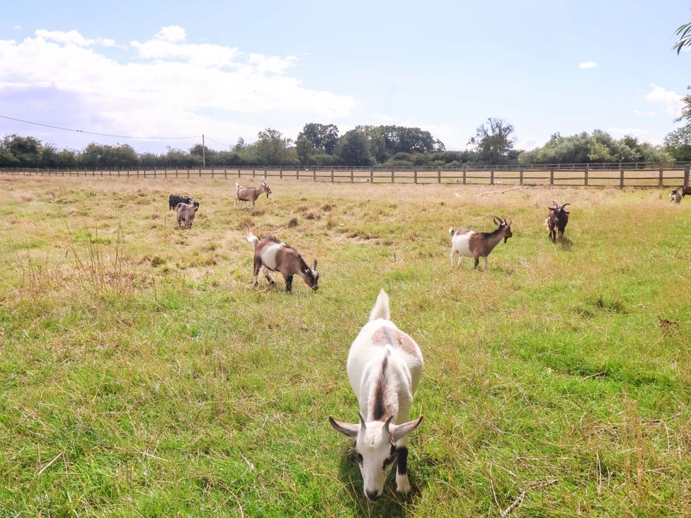 Goats grazing in a field at The Damselfly 