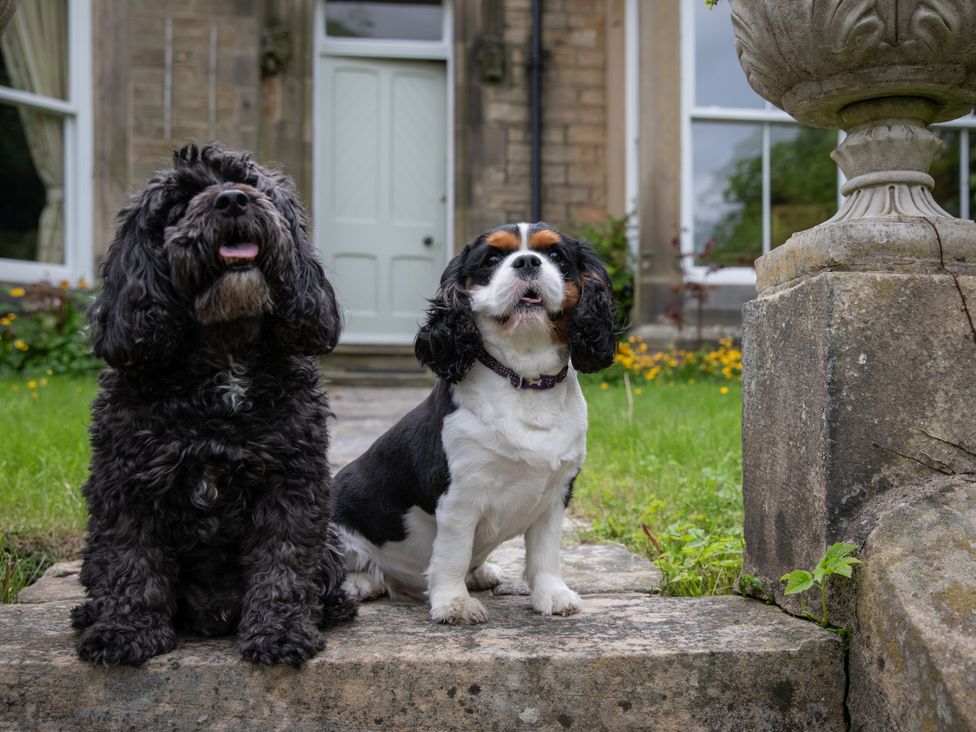 Two dogs sitting on stone steps in front of a house at The Clarence in Bishop Auckland