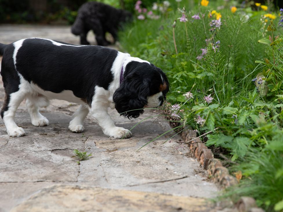 A dog sniffing flowers in the garden at The Clarence in Bishop Auckland