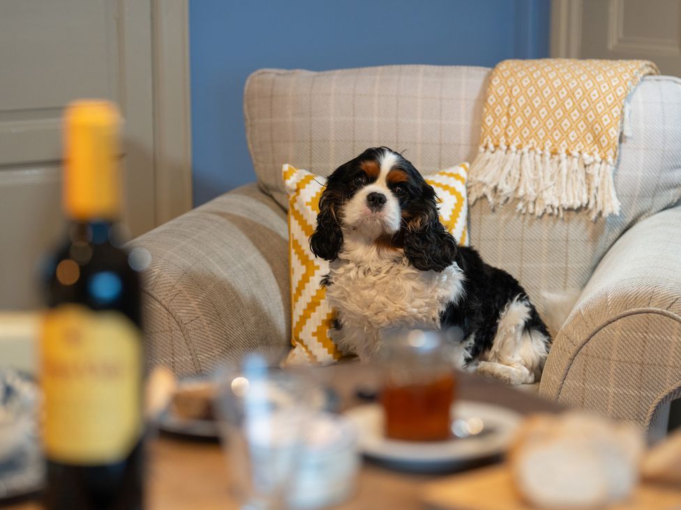 A living room with a dog on a sofa at Churchill Cottage in Bishop Auckland