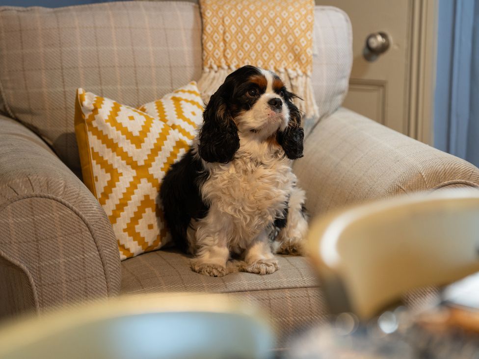 A dog sitting on a sofa at Churchill Cottage Bishop Auckland