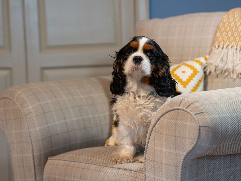 A dog sitting on an armchair at Churchill Cottage in Bishop Auckland