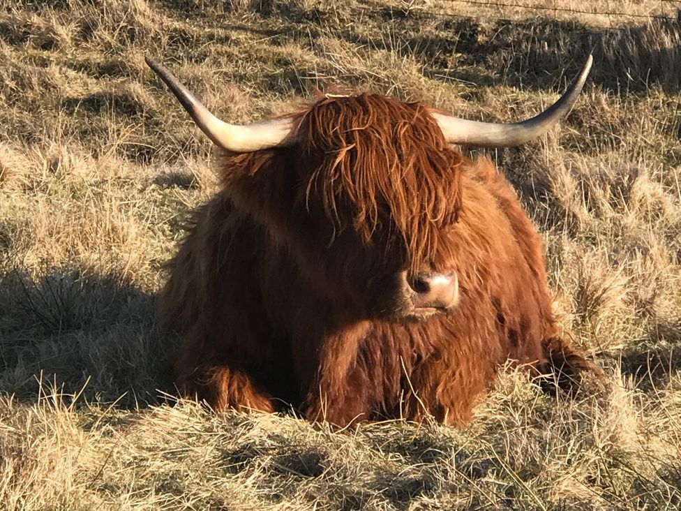 A Highland cow resting in a field at 3 Linshader in Stornoway