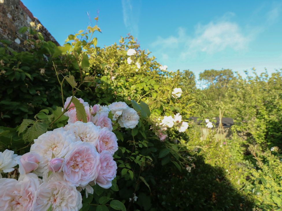 A garden with roses and greenery at 5 Castle Street Newport, Isle Of Wight
