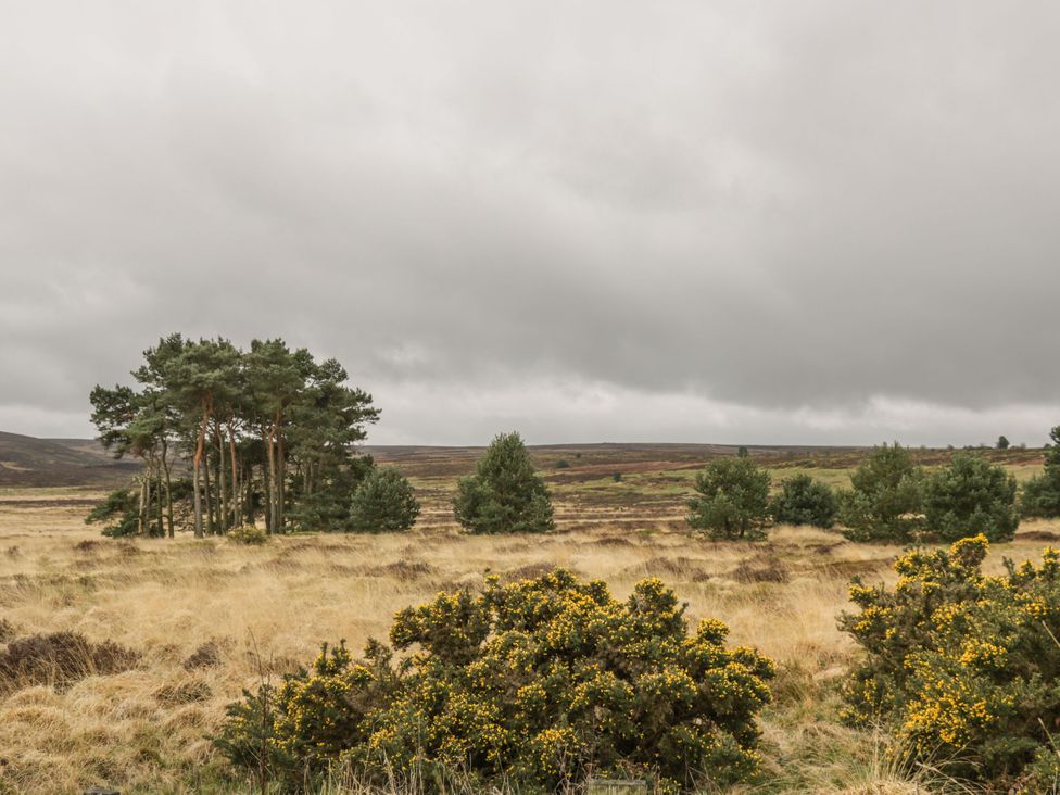 A landscape with trees and bushes in a grassland area at The Calf House in Lingdale near Saltburn-by-the-Sea