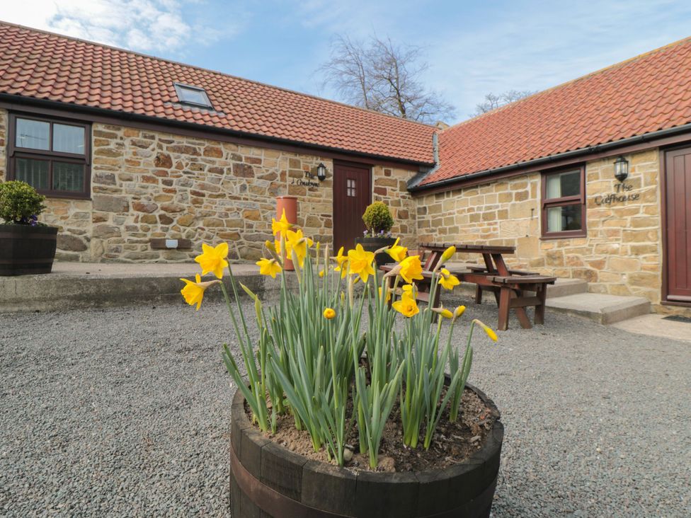 An outdoor setting with daffodils in a flower pot at The Cow Byre in Lingdale