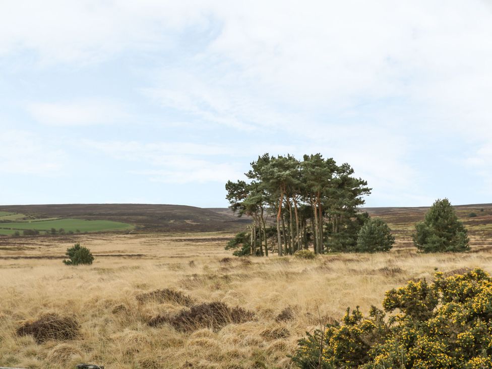 A landscape with trees and grass at The Cow Byre in Lingdale near Saltburn-by-the-Sea