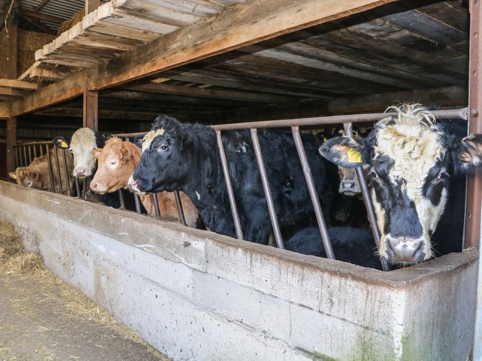 A barn with cows at Thorn Tree Cottage in Hope Valley