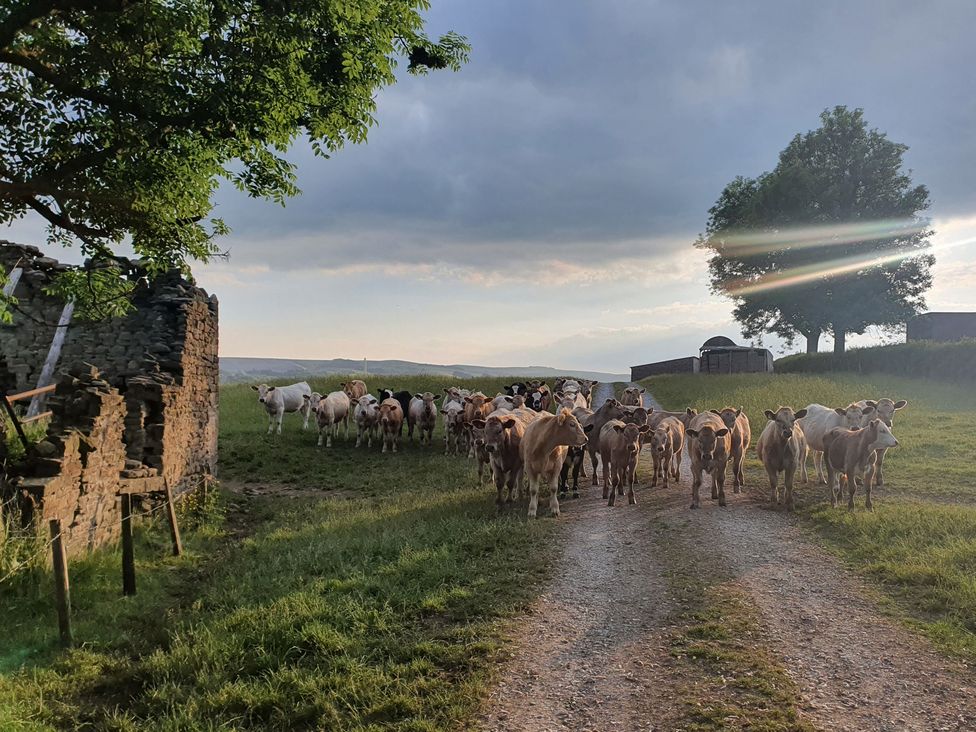 Cows walking along a dirt road in a field at Thorn Tree Cottage Aston near Hope