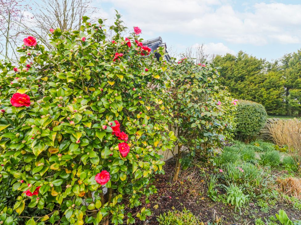 A garden with blooming shrubs and flowers at Linden Lea Field Broughton near Cartmel
