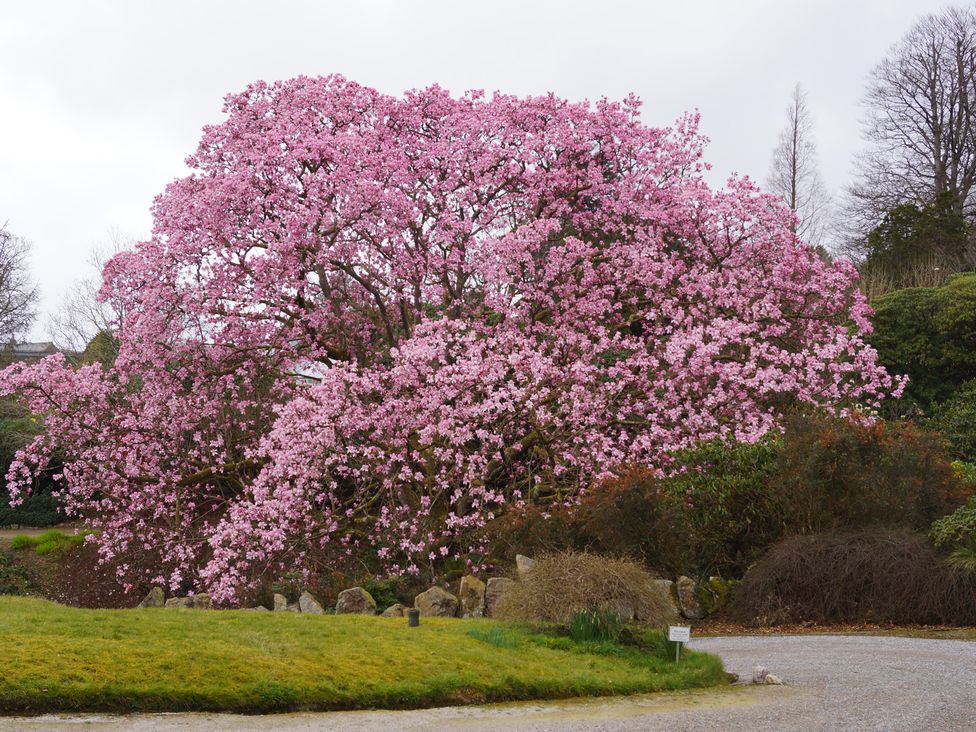 A garden with a pink flowering tree at Lukesland Wing near Ivybridge