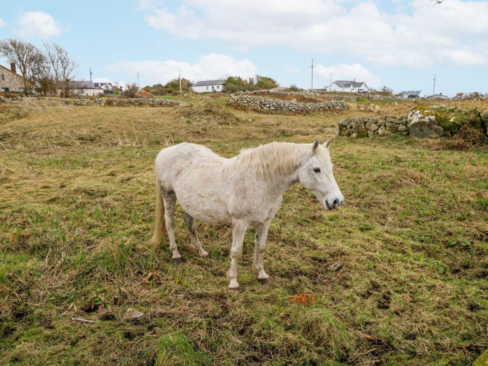 A horse standing in a field near houses at Ballina in Inverin