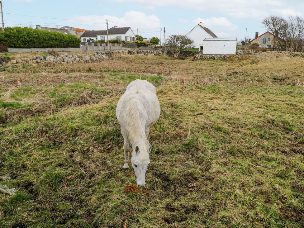 A horse grazing in a field at Ballina in Inverin