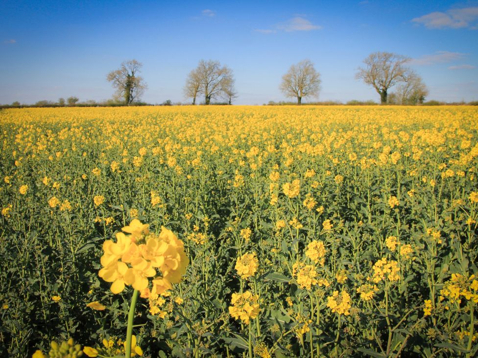 A field of yellow flowers with trees in the background at Stanbridge Cottage in Malmesbury