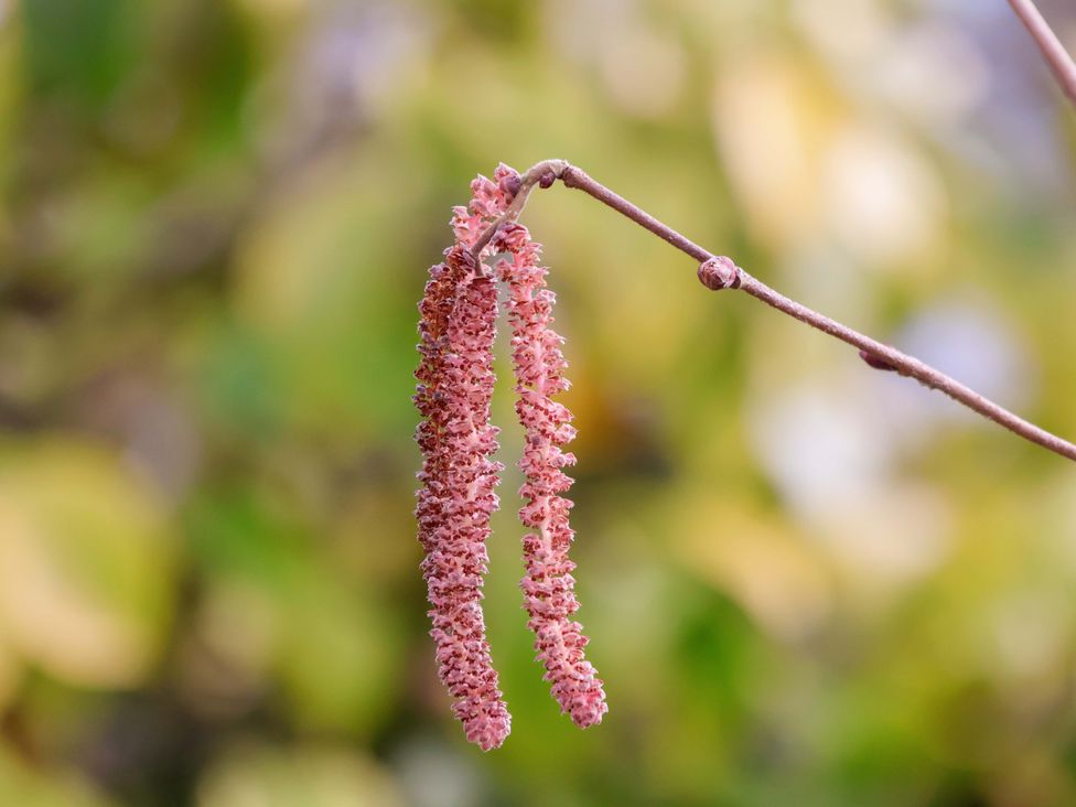 A branch with flower clusters at Hawthorn Lodge Whitby