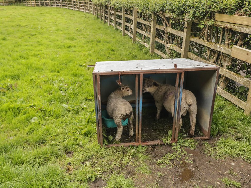 Two sheep in a hut outside at Riverdene Mountjoy