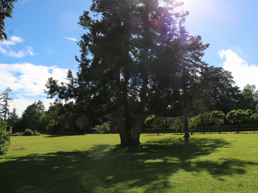 A garden with a tree and grass at Keepers Cottage in Petersfield