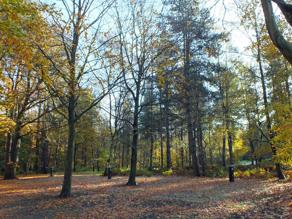 A forest with trees and fallen leaves at Sherwood - Cosy Pod 4 in Mansfield