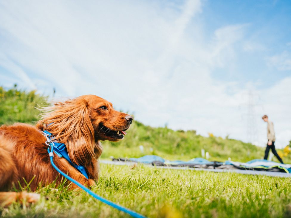 A dog laying on grass with a person walking in the background at Sherwood - Cosy Pod 6, Mansfield