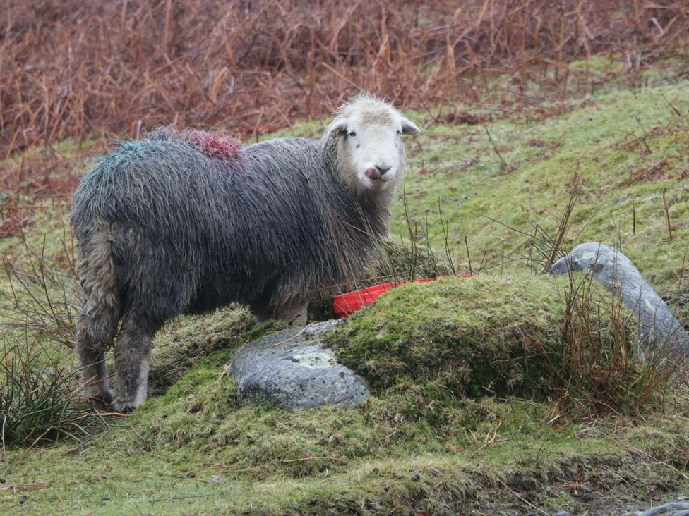 A sheep near a feeding trough and a rock in Holmrook