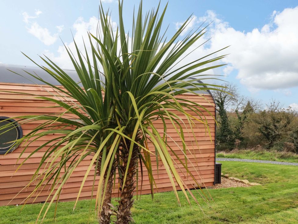 A palm tree near a wooden building at The Palm in Truro
