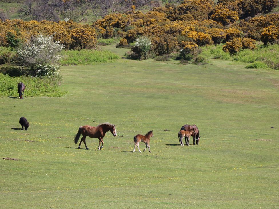 Horses and foals grazing in a field at Cobblers Cottage in Lymington