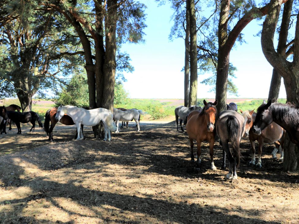 A group of horses standing under trees in a field at Cobblers Cottage in Lymington