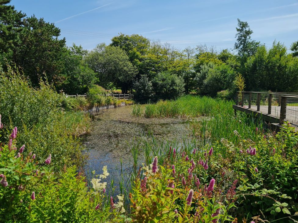 A pond surrounded by vegetation at Riverside cottage with otters near Tintagel