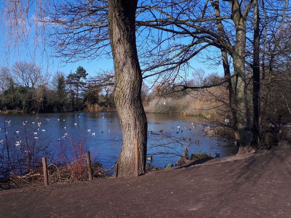 A view of a pond with birds and trees at tbc in 