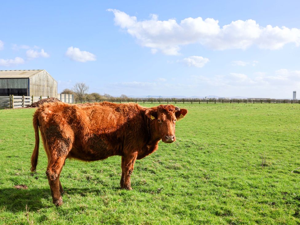 A cow in a grassy field with a barn in the background at Lamb Cottage Stockton-On-Tees