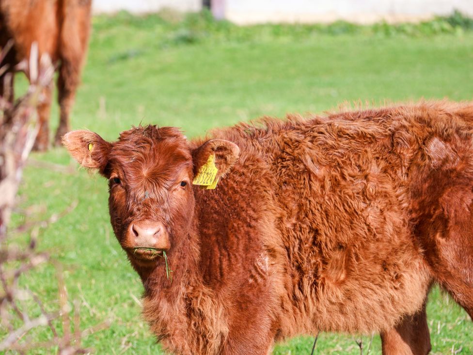 A cow standing in grass at Lamb Cottage Stockton-On-Tees