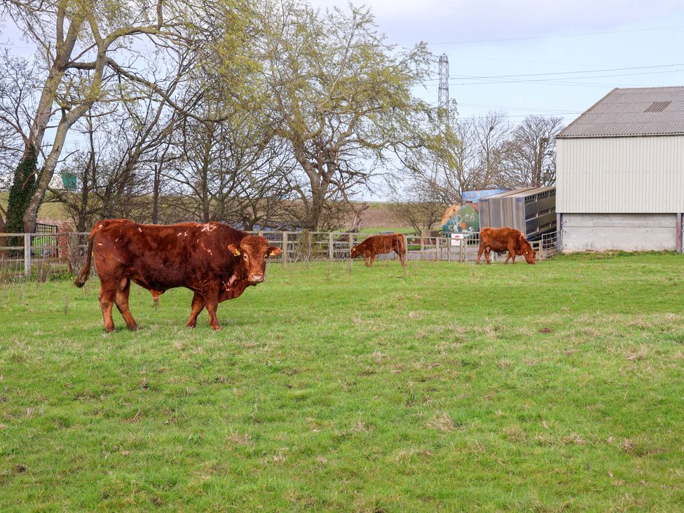Cows grazing in a field near a barn at Lamb Cottage Stockton-On-Tees