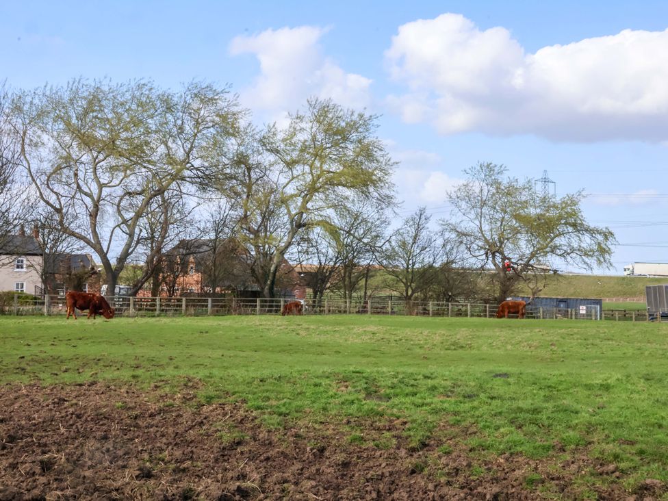 A field with grazing cows and trees at Lamb Cottage in Stockton-On-Tees