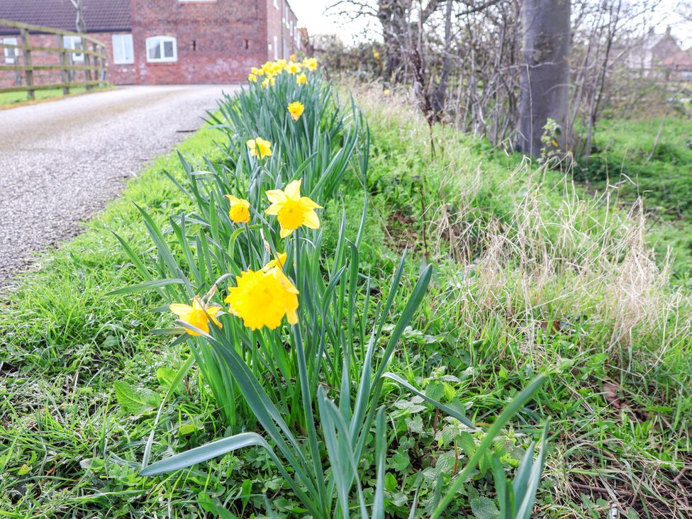 A row of daffodils along a path near a building at Lamb Cottage Stockton-On-Tees