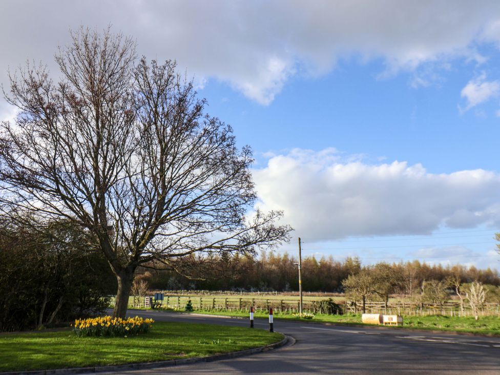 A tree and daffodils near a road at Lamb Cottage Stockton-On-Tees