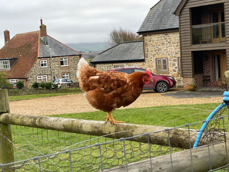 A chicken on a fence with houses and a car at tbc in 