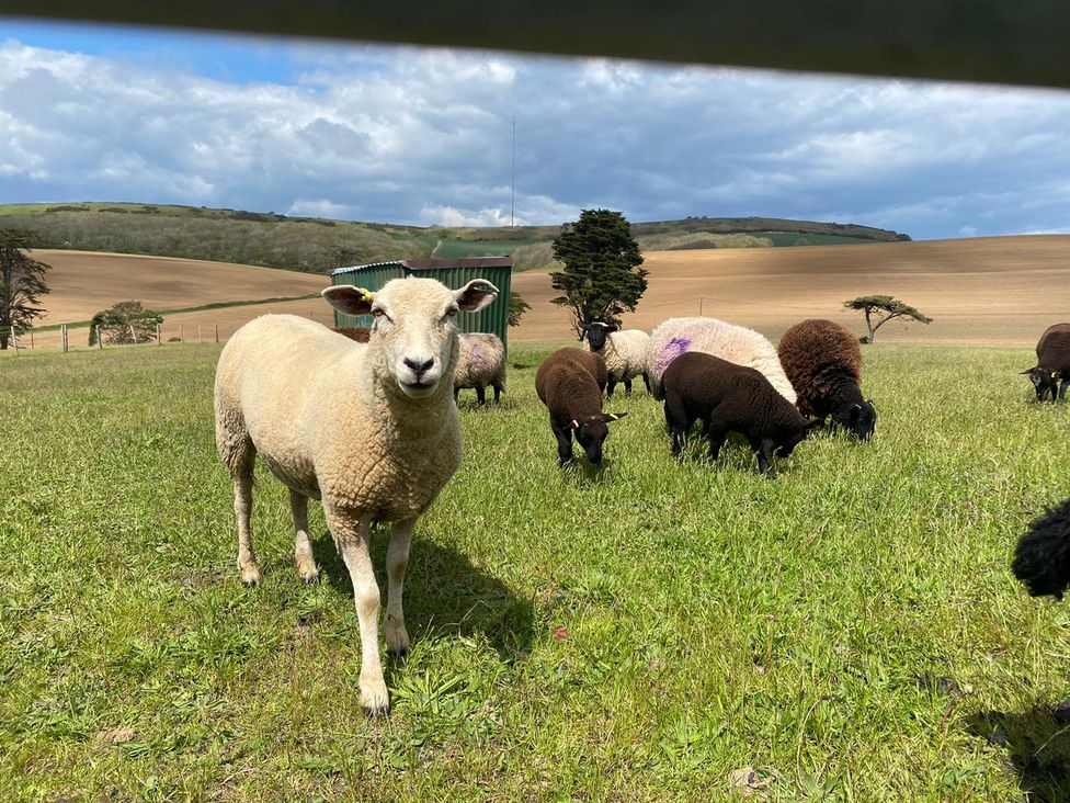 A field with sheep grazing and a shed at tbc
