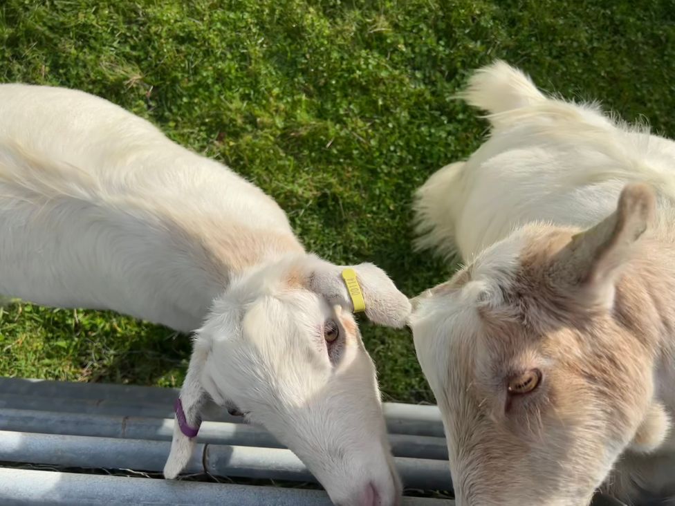 Two goats facing each other near a metal fence in an outdoor area at tbc