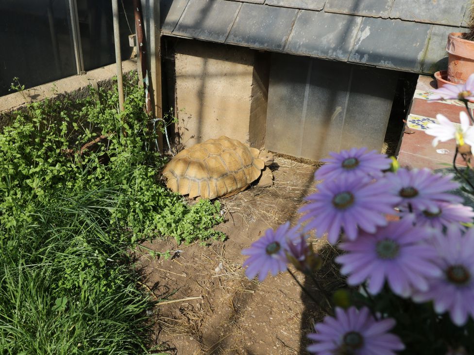 A tortoise near a shed with flowers in the foreground at The Hideaway Loft in Chippenham