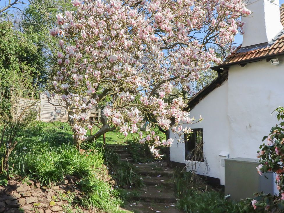 A magnolia tree near a cottage in the garden at Upper Frogpool Cottage Crediton