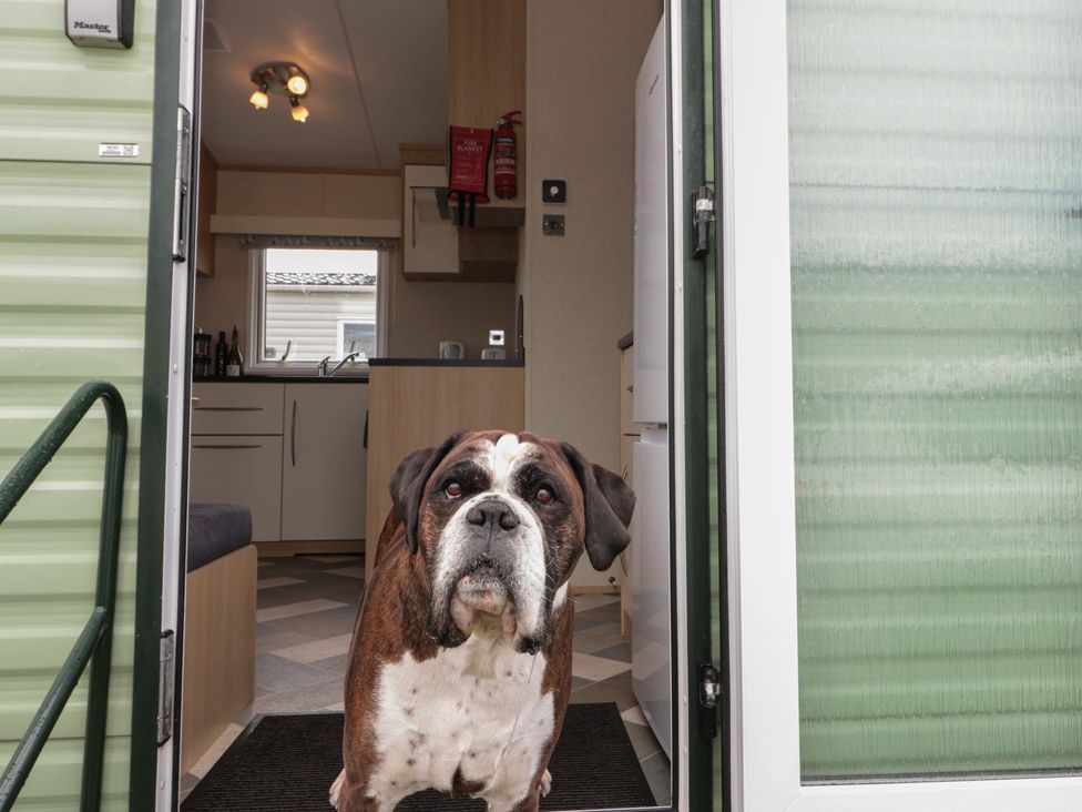 A dog at the entrance of a kitchen at 21 Dunlin Dell in Flamborough
