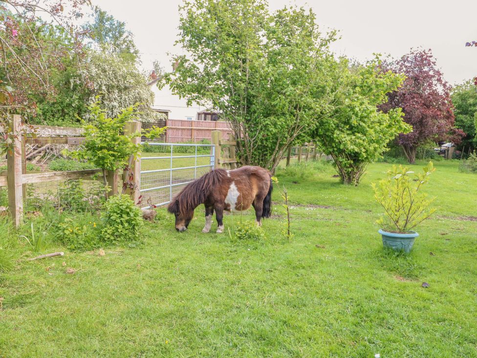 A pony grazing in a garden with a fence and trees at Hazel in 