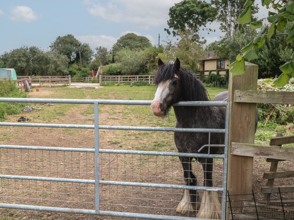 A horse standing behind a gate in an outdoor area at Hazel in Downham Market