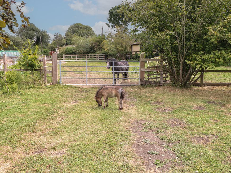 A horse and a pony in a field with a gate at Hazel in Downham Market